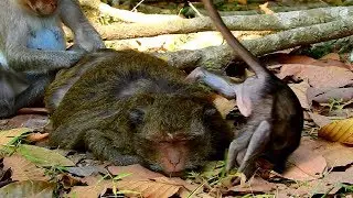 Poor Dax Request Milk From Mom Until Dax's Head Down Like this! So Poor Baby Monkey!