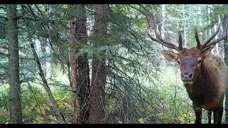 Bears, cougars, elk, moose, deer on Northern Alberta Trail Camera