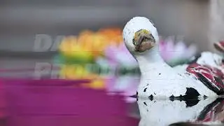 Weathered toy ducks floating on purple water in Vietnam