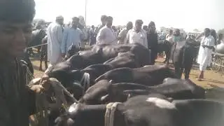 Bahawalpur cow mandi is best animal markeet in south punjab for Qurbani animals