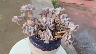 卖不了的雪精灵多肉上盆，看看打扮成这样能不能找个买家？