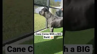 Cane Corso With a BIG Bark! 😳