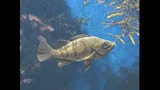 ウスメバル　Goldeye rockfish　新江ノ島水族館 Enosima　Aquarium