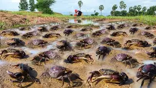 Amazing crab that I caught with my fishing gear! A man at rice in gathering an abundance of crab