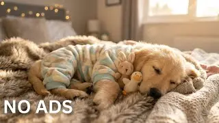 12 Hours Dog Calming Music 🐾 Deep Sleep & Anti Separation Anxiety Relief 🐶 Puppy Pajamas Snuggle