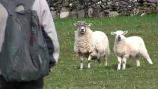 Staying at a Sheep Farm, Dingle, Ireland