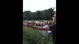 Man sings to the cows a melody