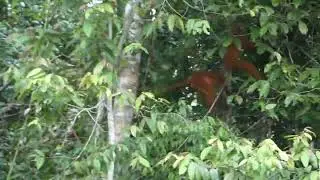 Maroon Langur jumping from tree to tree