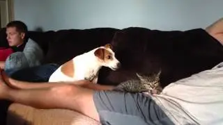 Jealous Jack Russell