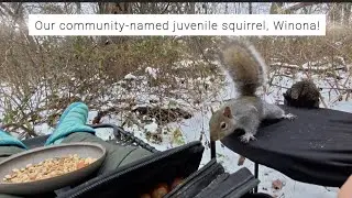 Community-named juvenile squirrel, Winona. 