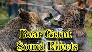 Bear Grunt Sound Effects