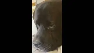 ##labrador #helpmemakethismakesense #funny #puppy #pets #animals #cute #comedy #Labradorsong