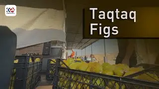 Taqtaq &ndash; Farmers harvest figs late into the night.