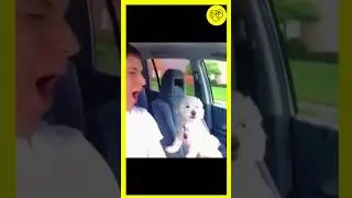 Why is My Dog So Excited?  #funnypetmoments #challange  #cuteandfunnypets #animalhilarity