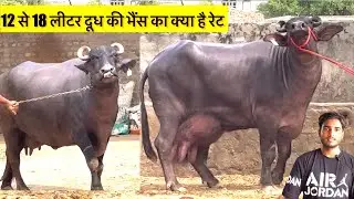 12 से 18 लीटर दूध की भैंस किस रेट में मिलेगी 