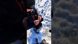Dłubanie okoni z Piotrkiem@Falbinho4