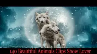 140-Beautiful Animals Image Clips In Winter Snow Relaxing Background Music Composed By 