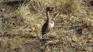 Pie-Billed Grebe WALKING!!
