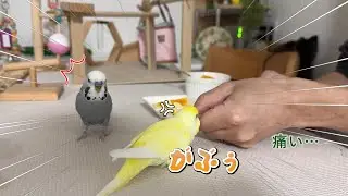 【爆笑】父上殿とインコズのお茶会が面白過ぎる