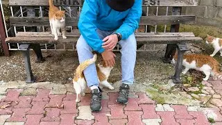 Accidentally Became a Cat Magnet