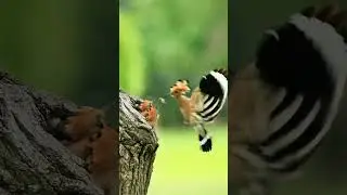 Eurasian hoopoe Feeding Their Young in Slow Motion #birds #foryou #viral #nature #animals