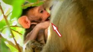 So nice, Adorable Baby Dustin Try Request Milk Mom, Find Nipple again and again.