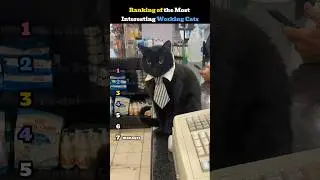 Ranking of the Most Interesting Working Cats