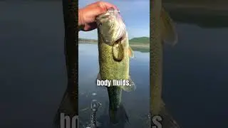 Weird Animal eating Habits!