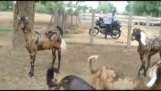 Unnat goat farm