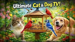 The Ultimate Cat TV & Dog TV 🐦 | Ultra 4K Bird Feeder