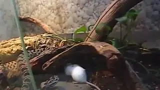 Sistrurus miliarius barbouri