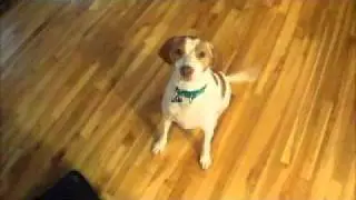Meet Molly the German Shorthaired Pointer/Brittany Spaniel Mix!