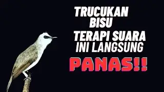 TRUCUKan Males bunyi❓puter ini auto ikut buka paruh❗