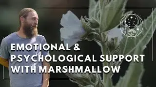 Marshmallow: Specific Indications and Energetic Architecture