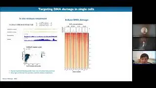 Single-cell DNA damage analysis reveals selective genome vulnerability