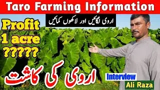 Taro (Arvi) Farming اروی کی کاشت, Interview Ali Raza, Mandi Bahauddin, Punjab, Pakistan