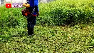 Rumput yang sangat padat dan Tebal di lahan kosong #rc84