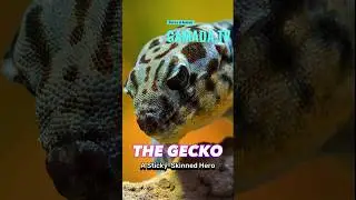 The Gecko: A Sticky-Skinned Hero| G.TV