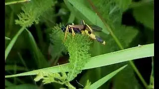Amblyteles armatorius lumek ozbrojen&yacute;