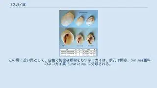 リスガイ属
