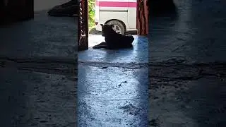 el que no se dobla