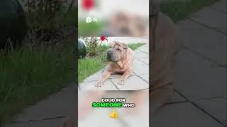 Шарпей &mdash; идеальная порода сторожевых собак.