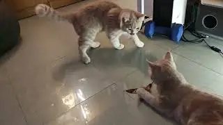 #Cat TV #貓 英短貓咪三兄弟 猫が喜ぶ映像 20241203 07