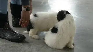 Jacob Hershberger's Mini Sheepadoodle Puppies