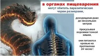 Очищение от паразитов Полынь Глисты Грибы Лямблии Вирусы