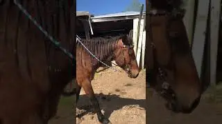 Legend BLM mustang