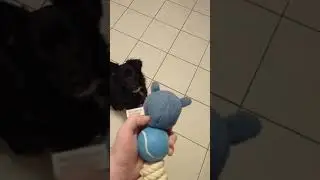 Neue Quietschie   schon wieder