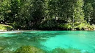 Відновлення | Вода і птахи | В лісі