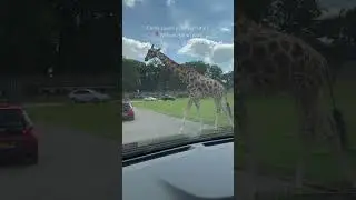 Woburn safari Park #woburnsafari #safaripark #safari  #zoo #animals