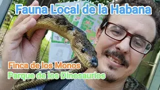Animales curiosos avistados en la Habana Cuba, Finca de los Monos, Parque de los dinosaurios